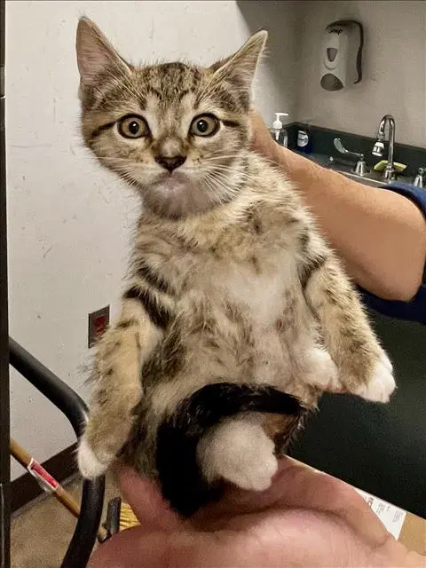 Sunflower - Domestic Short Hair