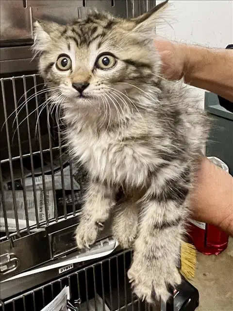 Greenbean - Domestic Short Hair