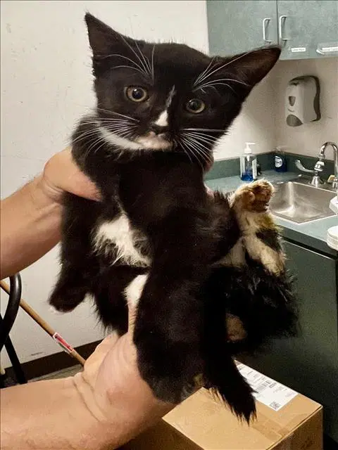 Licorice - Domestic Short Hair