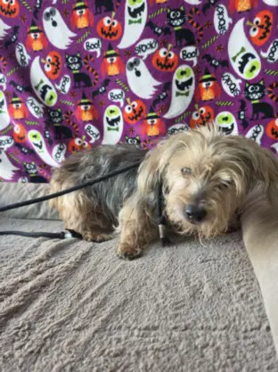 Scrappy - Yorkshire Terrier Yorkie