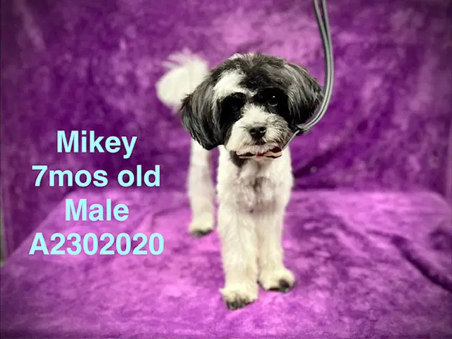 Petey - Shih Tzu