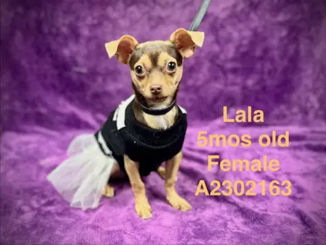 Lala - Chihuahua