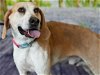 adoptable Dog in chapel hill, NC named *COWBOY**