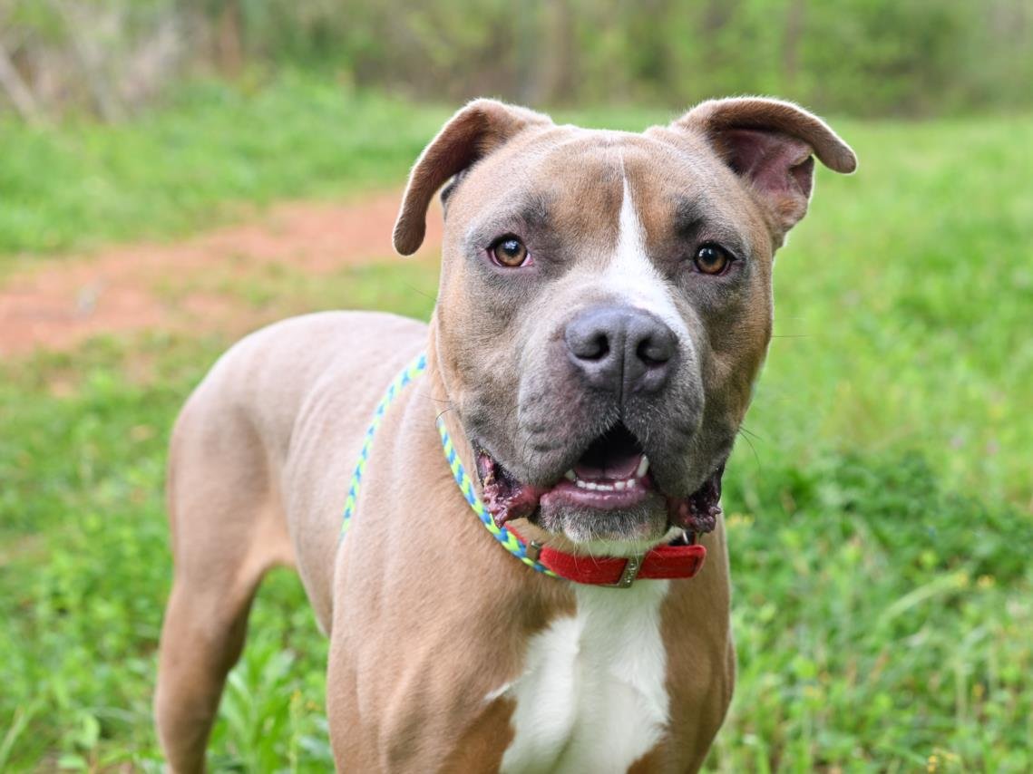 adoptable Dog in Chapel Hill, NC named *ZIGZAG