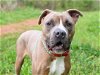 adoptable Dog in chapel hill, nc, NC named *ZIGZAG