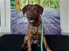 adoptable Dog in chapel hill, NC named *LORETTA