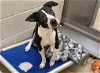 adoptable Dog in chapel hill, nc, NC named *SCOOT