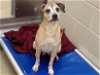 adoptable Dog in chapel hill, nc, NC named *PUFF
