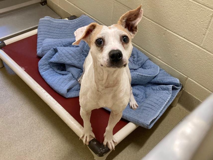 adoptable Dog in Chapel Hill, NC named *MEE MAW