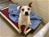 adoptable Dog in chapel hill, NC named *MEE MAW