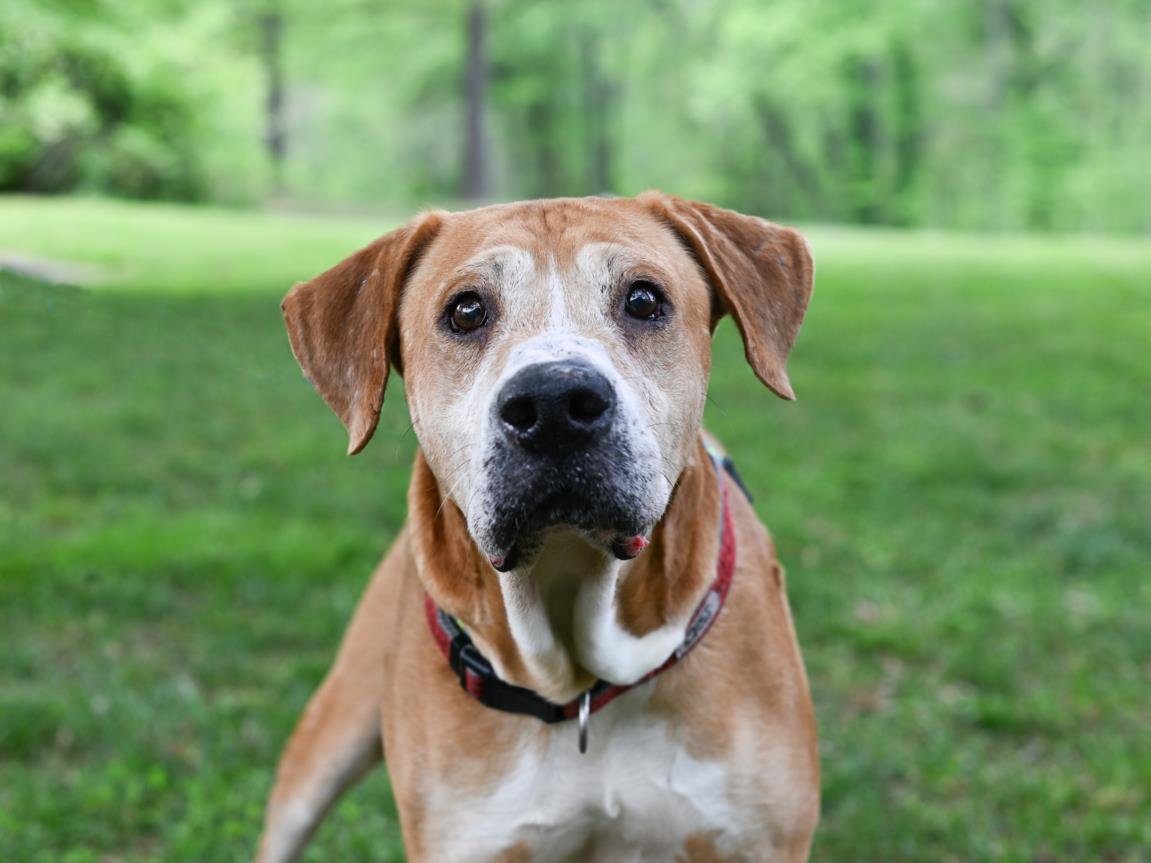 adoptable Dog in Chapel Hill, NC named *PAW PAW