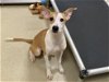 adoptable Dog in chapel hill, NC named *MERP