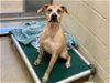 adoptable Dog in chapel hill, nc, NC named *TRICIA