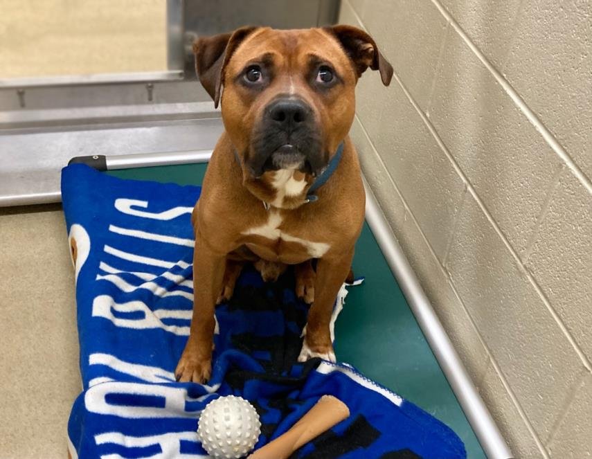 adoptable Dog in Chapel Hill, NC named *DOBBIE