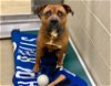 adoptable Dog in chapel hill, NC named *DOBBIE