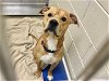 adoptable Dog in chapel hill, NC named *CHEESE