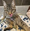 adoptable Cat in chapel hill, NC named *AMY