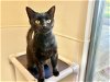 adoptable Cat in chapel hill, NC named *KAI