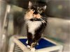 adoptable Cat in chapel hill, nc, NC named *NATALIE