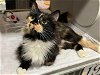 adoptable Cat in chapel hill, NC named *NATALIE