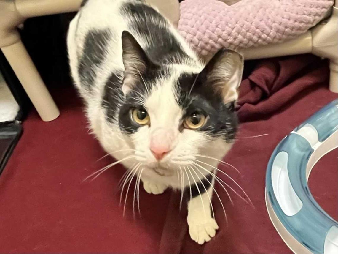 adoptable Cat in Chapel Hill, NC named *ANGELFISH