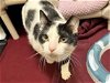adoptable Cat in chapel hill, NC named *ANGELFISH