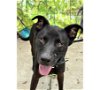 adoptable Dog in chapel hill, NC named *PARROT**