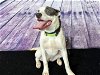 adoptable Dog in chapel hill, NC named *OVEN