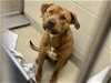 adoptable Dog in chapel hill, NC named *EINSTEIN