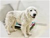 adoptable Dog in chapel hill, NC named *LUNA(MOON)**