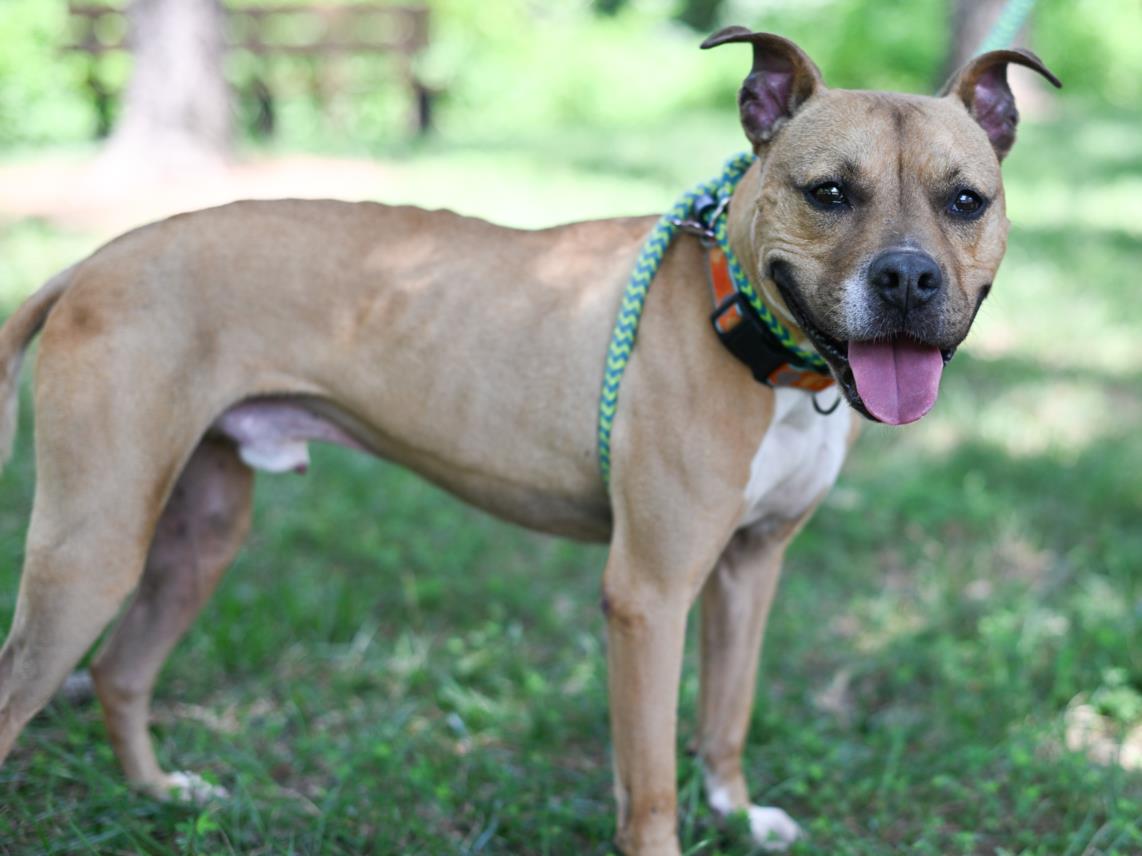 adoptable Dog in Chapel Hill, NC named FLASH