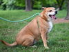 adoptable Dog in Chapel Hill, NC named LIGHTNING