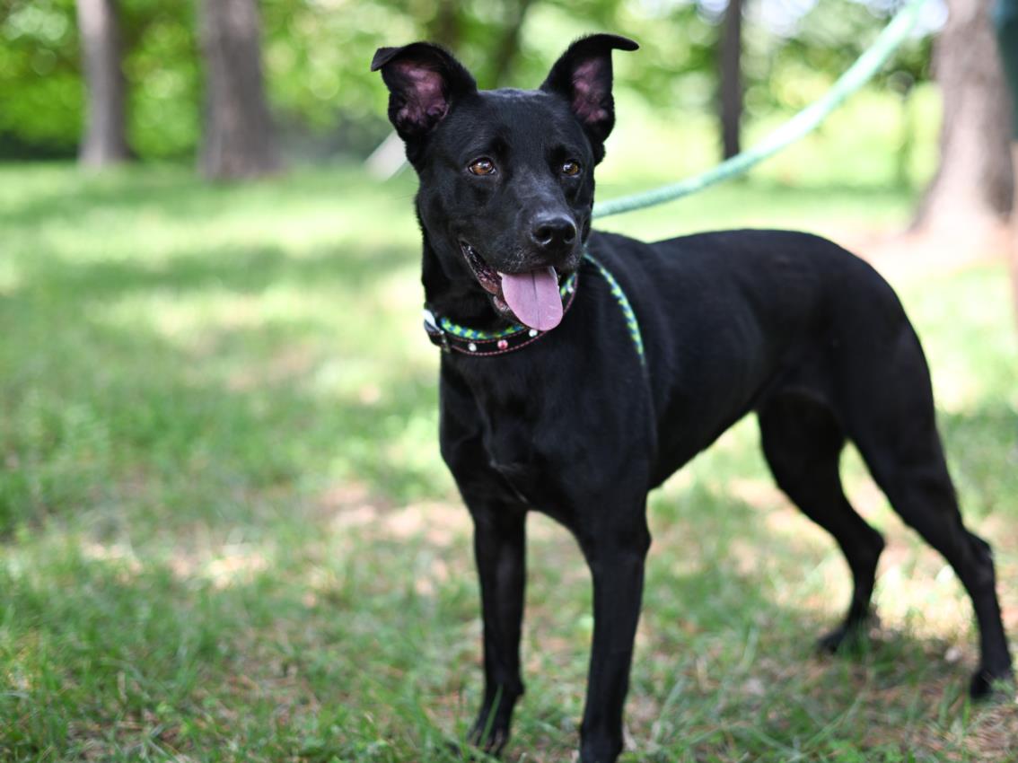 adoptable Dog in Chapel Hill, NC named *PARROT**