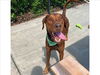 adoptable Dog in Chapel Hill, NC named *REID**