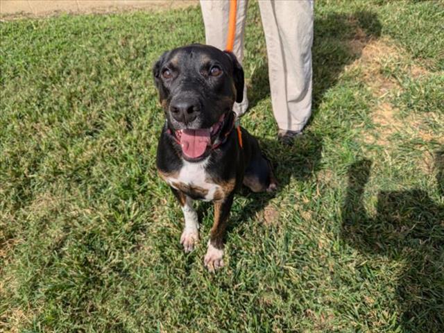 adoptable Dog in Chapel Hill, NC named GUINNESS