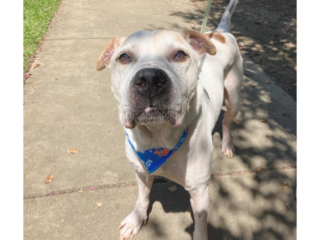 adoptable Dog in Chapel Hill, NC named *MILLER