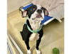 adoptable Dog in Chapel Hill, NC named SABBIE