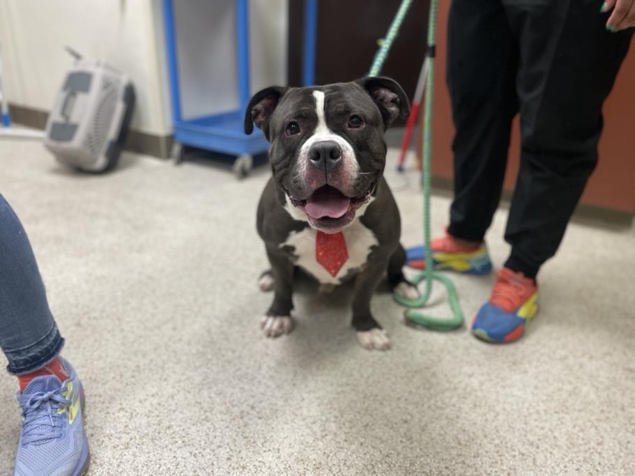 adoptable Dog in Chapel Hill, NC named *LEONARDO