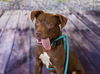 adoptable Dog in Chapel Hill, NC named *CODY