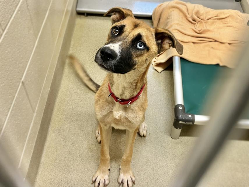 adoptable Dog in Chapel Hill, NC named *DEAN