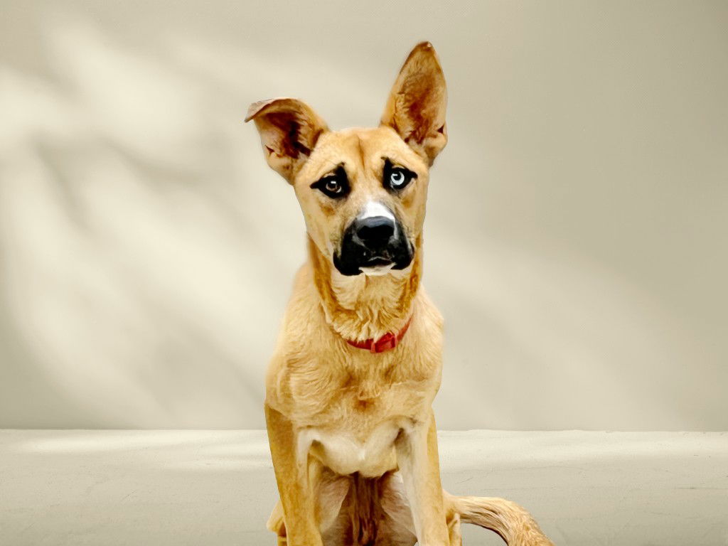 adoptable Dog in Chapel Hill, NC named *CAS