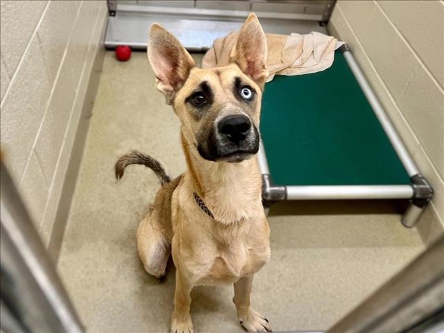 adoptable Dog in Chapel Hill, NC named *SAM