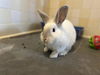 adoptable Rabbit in , NC named *ALPINE