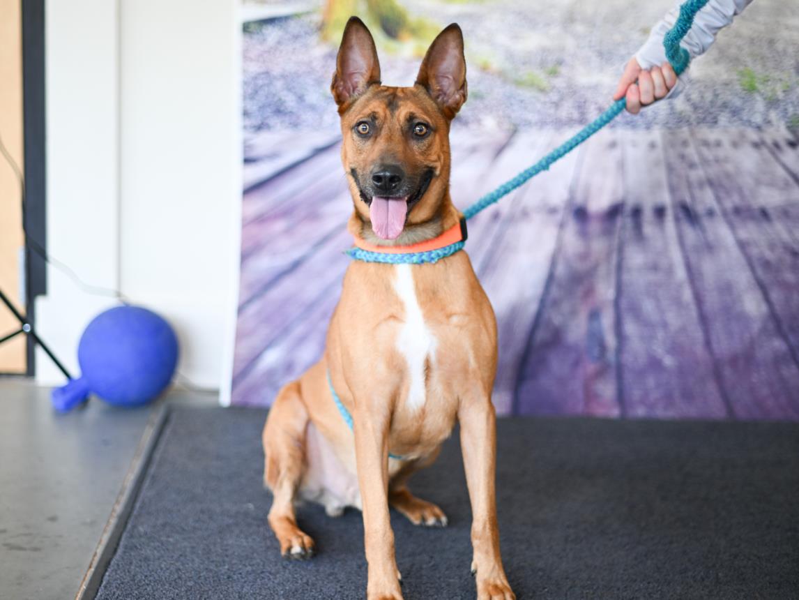 adoptable Dog in Chapel Hill, NC named *CHEETO