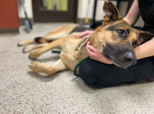 adoptable Dog in Chapel Hill, NC named DAISY