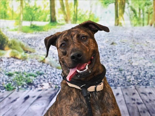 adoptable Dog in Chapel Hill, NC named *LIZZIE