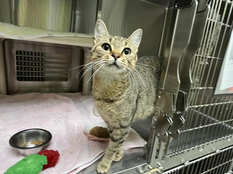 adoptable Cat in Chapel Hill, NC named *CHAI