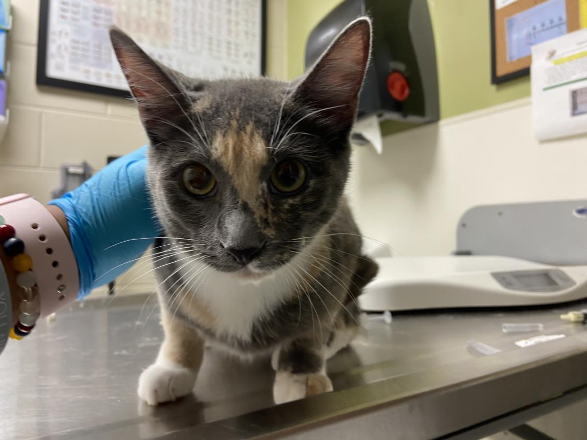 adoptable Cat in Chapel Hill, NC named MOLLY