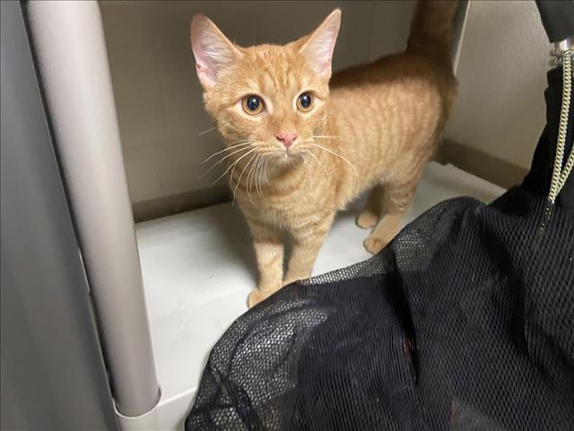 adoptable Cat in Chapel Hill, NC named LUCY