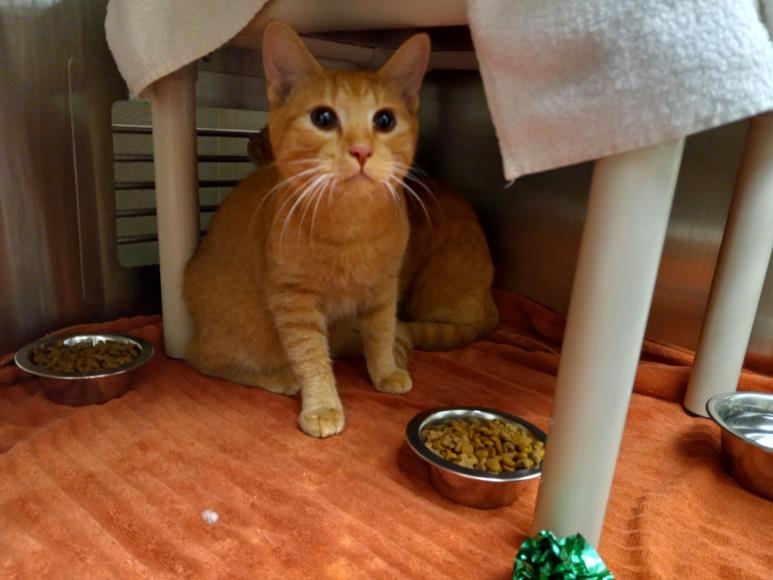 adoptable Cat in Chapel Hill, NC named MUFASA